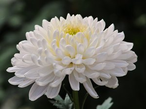安卓花卉 菊花 护眼壁纸手机壁纸