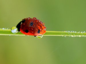 萌宠 七星瓢虫 可爱 宽屏