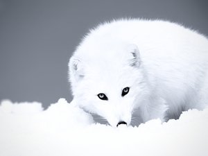 安卓北极 狐狸 雪地手机壁纸