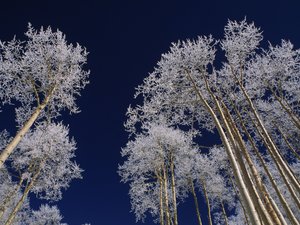 安卓Webshots 2010年 十一月 精美 风光 动物 摄影手机壁纸