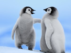 萌宠 动物 可爱 萌物 野生动物 企鹅 卖萌图 极地物种 儿童桌面专用