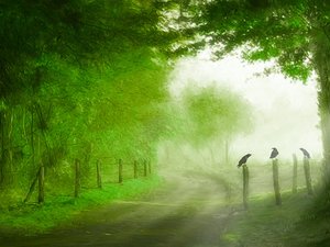 安卓蓝天 白云 草地 小路手机壁纸