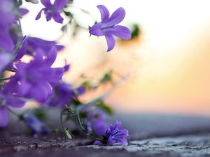 小清新 静物写真 植物 花卉