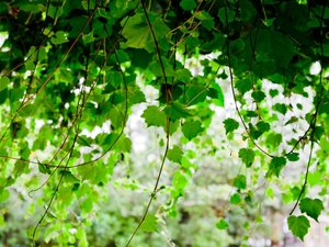安卓春暖花开 春天 花 植物 宽屏手机壁纸
