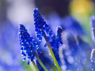 小清新 植物 花卉 娇艳欲滴