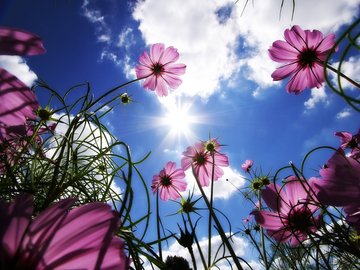 植物 花朵 秋英 摄影 蓝天 白云