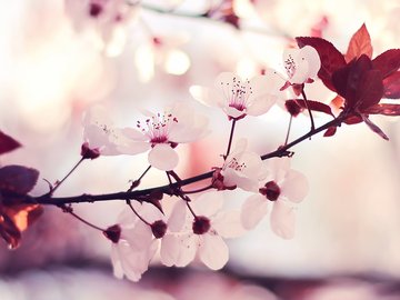 植物 花朵 紫叶李 摄影 微距 春天