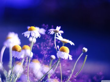 植物 花朵 菊花 摄影 微距