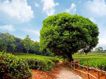 风景 农场 茶园