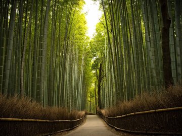 开阔 风景 阳光 大气 旅游 风光 竹林 竹子 竹