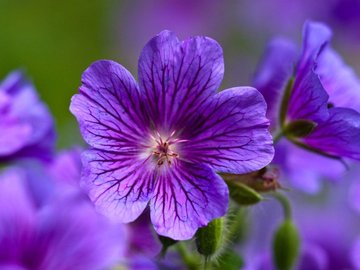 小清新 静物写真 花卉