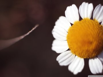 小清新 鸟语花香 花卉