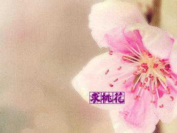 爱情 方案 桃花