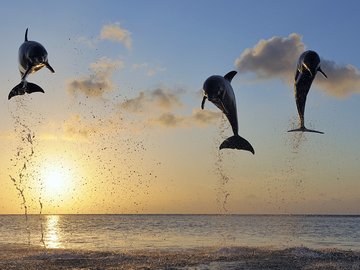 萌宠 动物 海洋生物 海豚