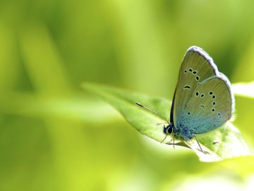 萌宠 昆虫图 蝴蝶