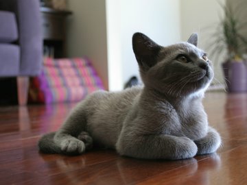 萌宠 喵星人 猫咪 猫