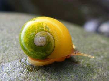 萌物 蜗牛 可爱 昆虫 卖萌图