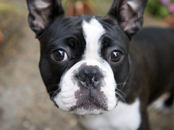 宠物 狗 汪星人 波士顿梗犬