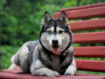 宠物 狗 汪星人 哈士奇犬