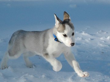 宠物 狗 汪星人 哈士奇犬