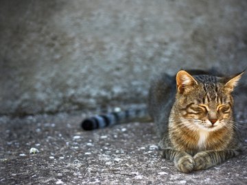 宠物 猫 喵星人