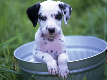 宠物 狗 汪星人 斑点犬