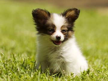 宠物 狗 汪星人 蝴蝶犬