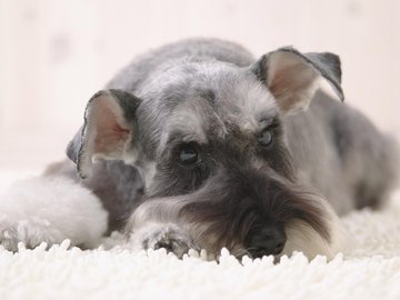 宠物 狗 汪星人 雪纳瑞犬