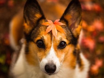 宠物 狗 汪星人 柯基犬