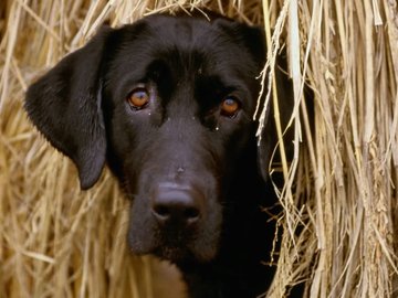 宠物 狗 汪星人 拉不拉多犬