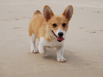 宠物 狗 汪星人 柯基犬