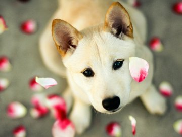 宠物 狗 汪星人 柴犬