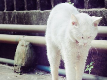 宠物 猫 喵星人