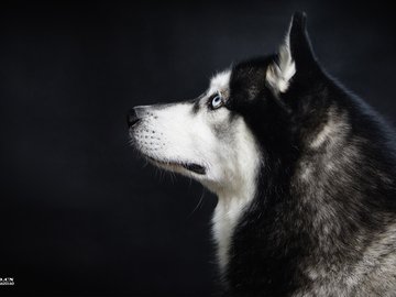 宠物 狗 汪星人 哈士奇犬