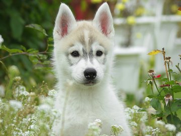 宠物 狗 汪星人 哈士奇犬