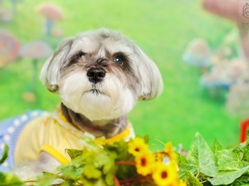 宠物 狗 汪星人 西施犬