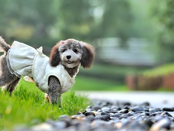 宠物 狗 汪星人 贵宾犬