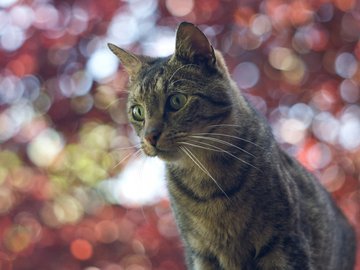 萌宠 猫 喵星人 可爱 古灵精怪