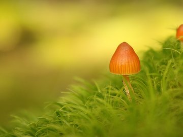 小清新 护眼壁纸 绿色 植物