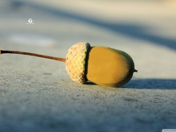 小清新 静物写真