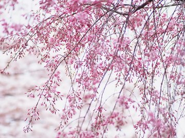 小清新 鸟语花香 花卉