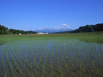 水稻田 水稻 稻田 稻子 舒缓压力