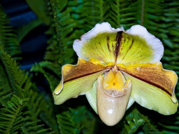 小清新 静物写真 静物 花卉