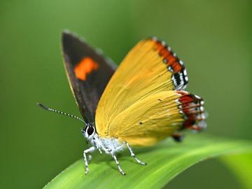 夏日 昆虫 高清 宽屏