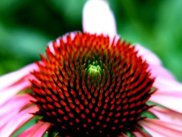 小清新 静物写真 菊花 植物