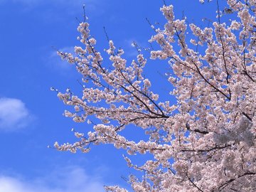 小清新 鸟语花香 花卉