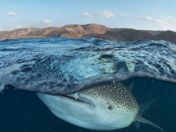 萌宠 鱼 海底世界