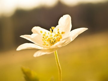 小清新 清新淡雅 花卉