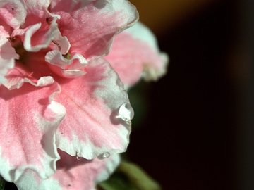 小清新 静物写真 静物 花卉