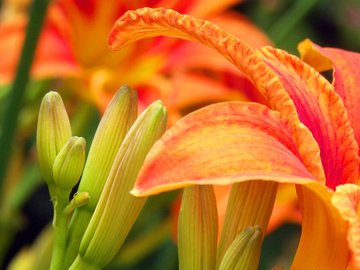 小清新 静物写真 花瓣